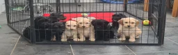 Cockapoo dogs for sale: **Beautiful F1 Cockapoos - Fully Vaccinated** - Advert 14