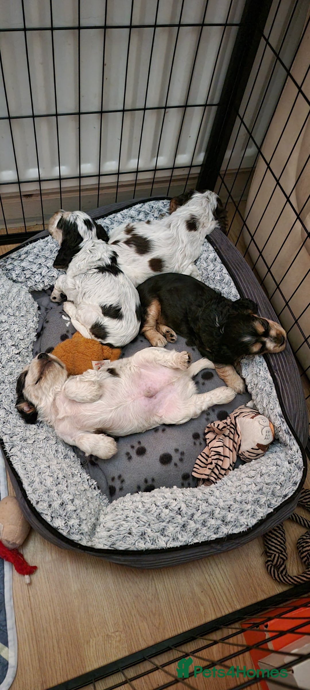 Cocker Spaniel dogs for sale: Blue Roan Tan-Sable Cocker Spaniel– KC bloodline - Image 25