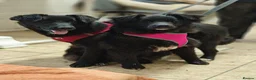 Mixed Breed dogs for adoption: ❤️🐶 YUKI & FIFI – TWO HEARTS, ONE LITTLE TEAM in Burton-on-Trent - Advert 24