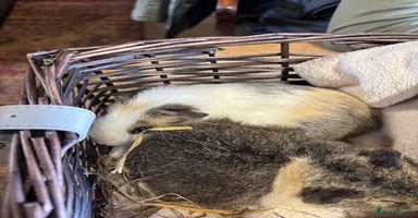 Guinea Pig rodents - Advert 13