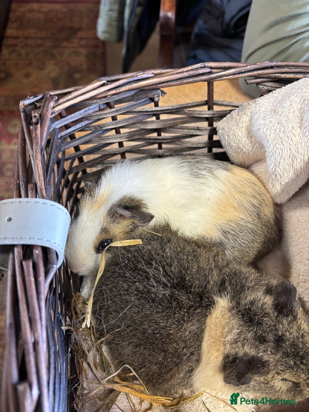 Guinea Pig rodents for sale: Beautiful baby female guinea pigs  - Image 2