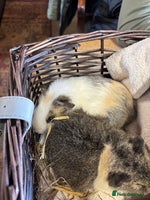 Guinea Pig rodents - Advert 8