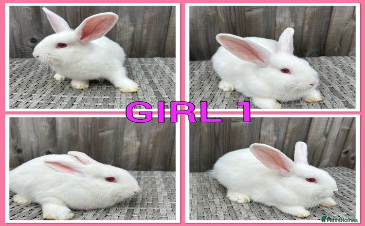 Mini Lop rabbits - Advert 14