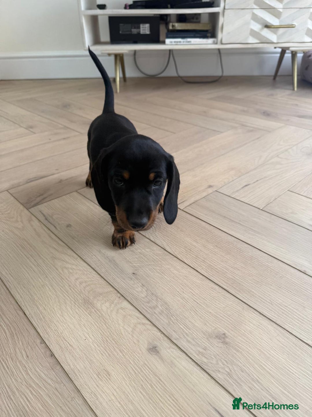 Miniature Dachshund dogs for sale: Last boy ready for new home Mini Dachshund  - Image 29