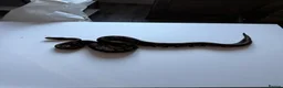 Python Snake reptiles for sale: Ball pythons various reduced  - Advert 18