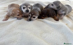 Chiweenie dogs for sale: CHIWEENIE PUPS - Image 9