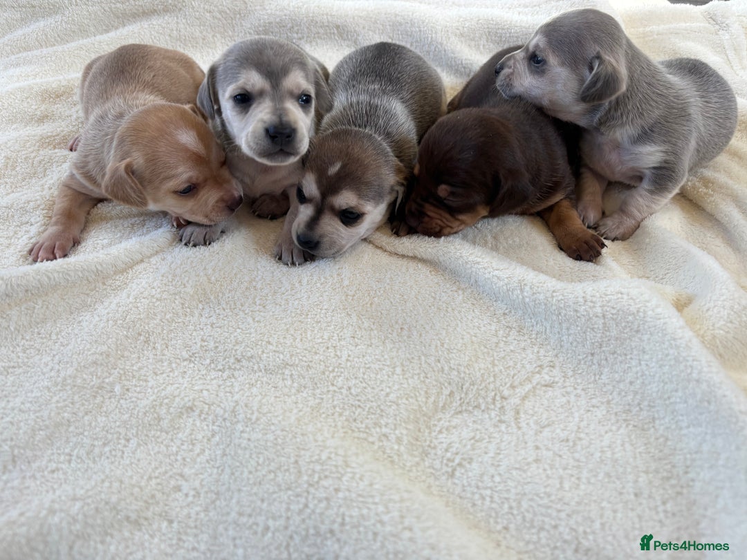 Chiweenie dogs for sale: CHIWEENIE PUPS - Image 9
