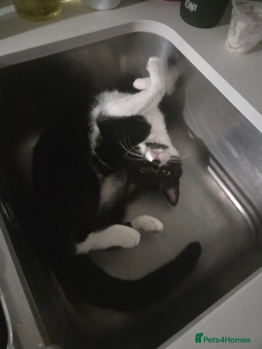 British Shorthair cats for sale: Sadly looking for new home for family cat in London - Advert 5