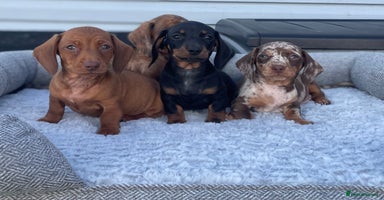 Miniature Dachshund dogs - Advert 3