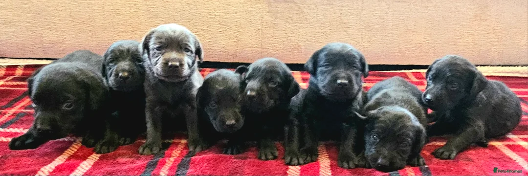 Labrador Retriever dogs for sale: 8 BEAUTIFUL KCREG LABRADORS. HEALTH TESTED PARENTS - Advert 2