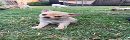 Chihuahua dogs for sale: 🌸Beautiful Chihuahua Puppies 🌸 - Advert 10