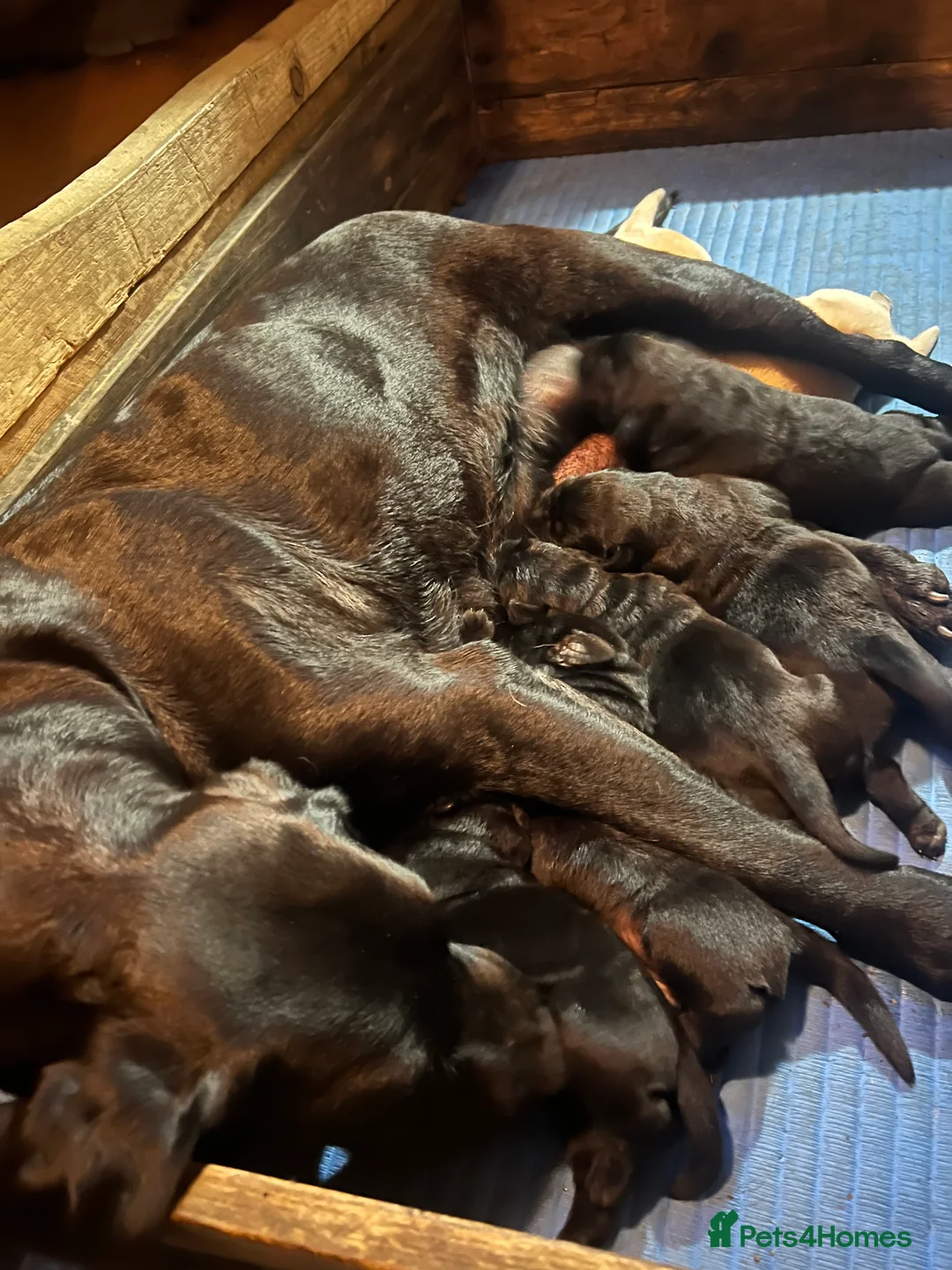 Labrador Retriever dogs for sale: KC Labrador Pups Chunky Traditional  Working - Advert 2