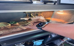 Bearded Dragon reptiles for sale: Vivarium tank set up  - Image 1