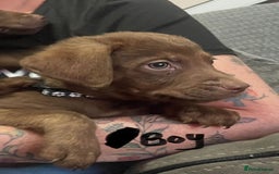 Mixed Breed dogs for sale: Chessadore Puppy’s  - Advert 9