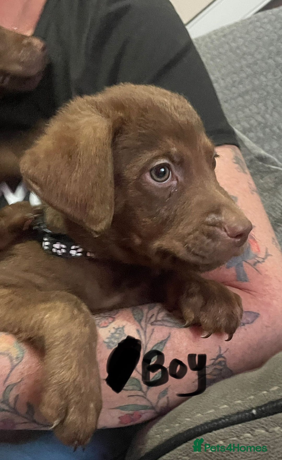 Mixed Breed dogs for sale: Chessadore Puppy’s  - Advert 9