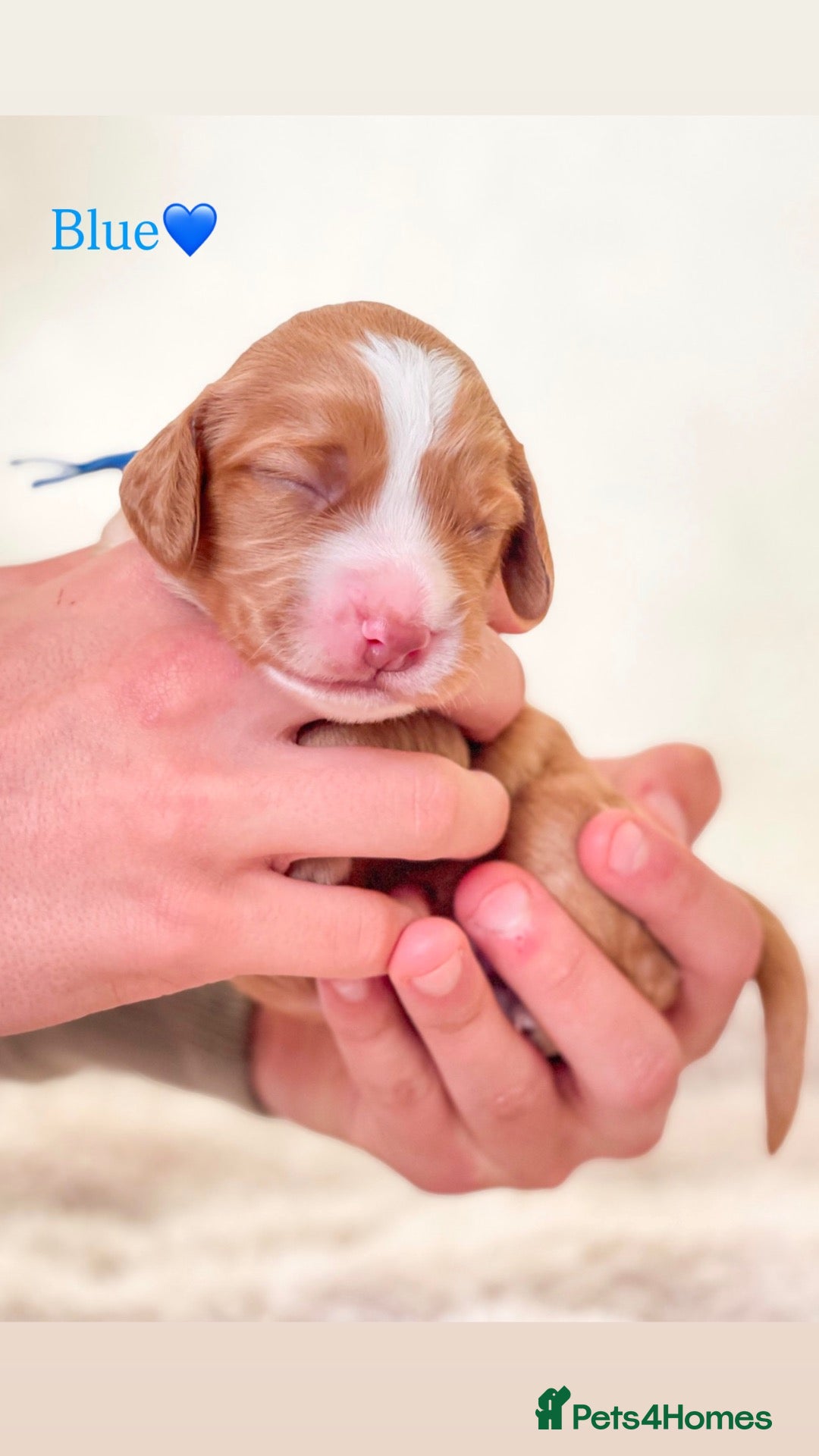 Cocker Spaniel dogs WELL BRED COCKER SPANIELS FOR SALE!🌸 - Advert 9