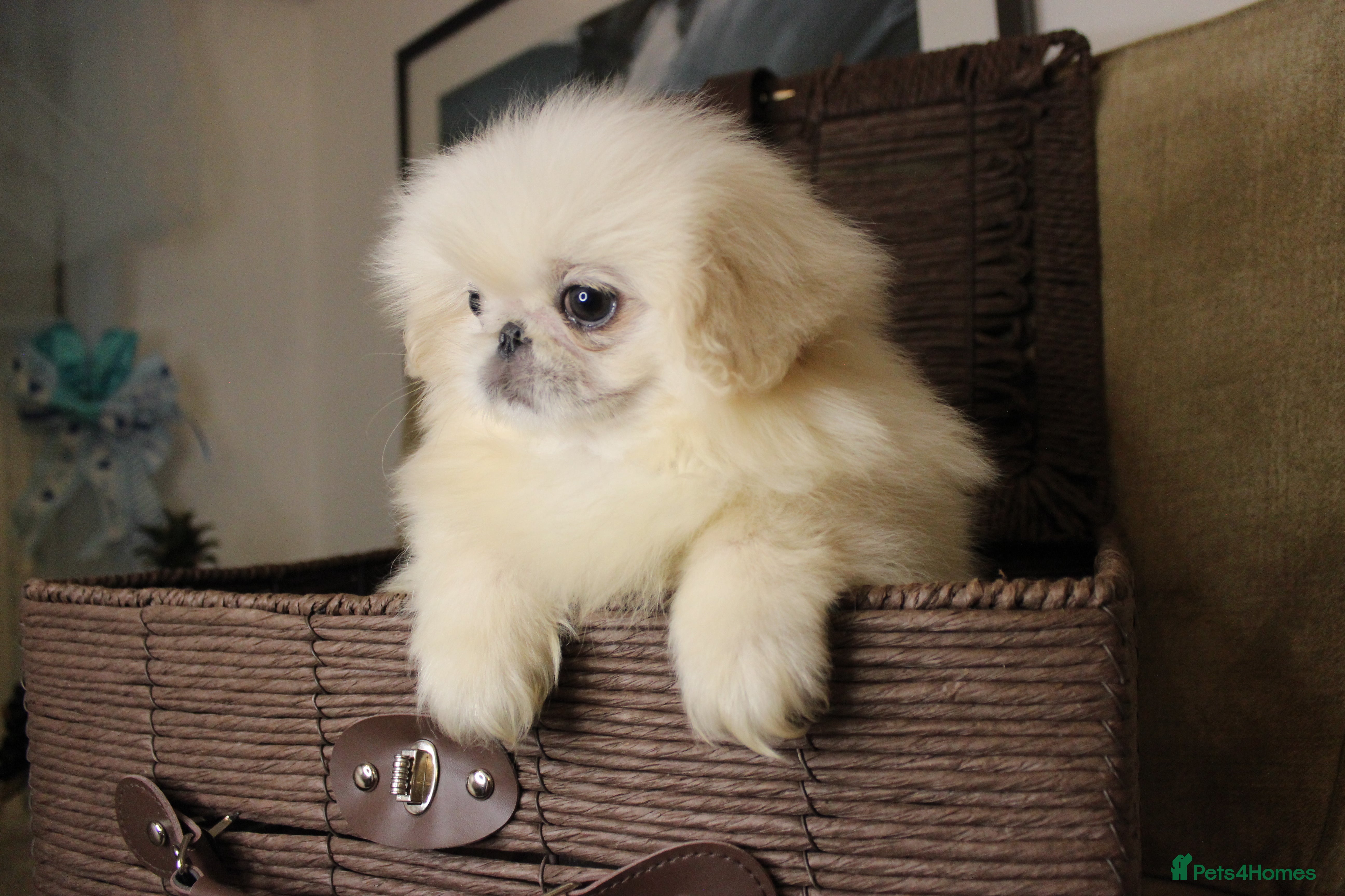 Pekingese dogs 👑True KC Peke Pups👑 - Advert 1