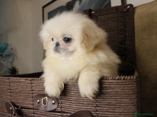 Pekingese dogs 👑True KC Peke Pups👑 - Advert 4