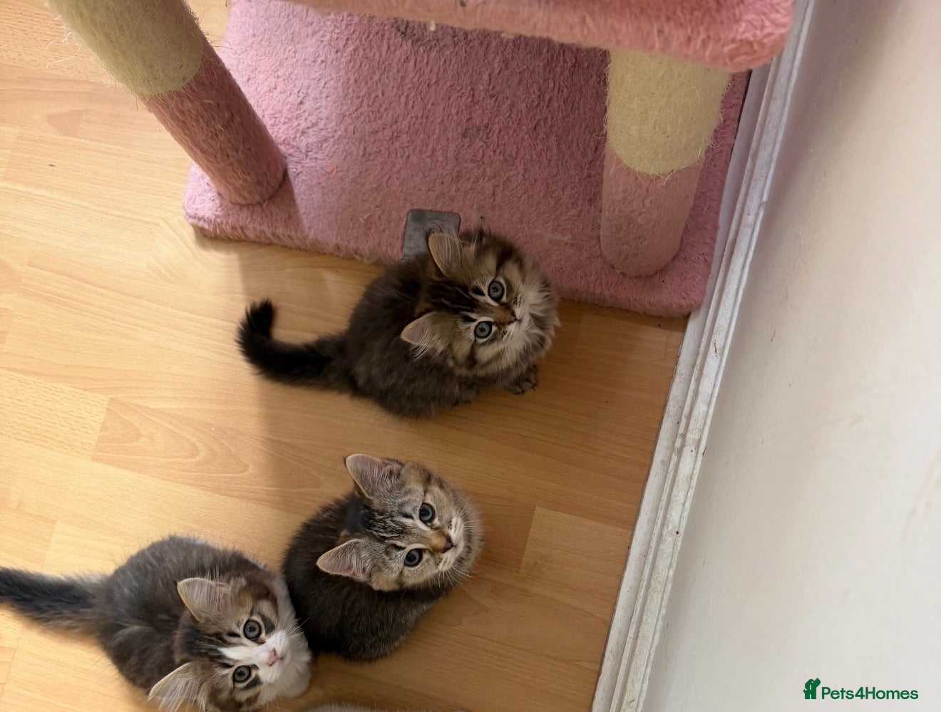 British Longhair cats for sale: adorable British longhair & shorthair Ready now - Advert 2