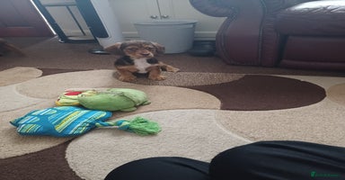 Mixed Breed dogs - Advert 10