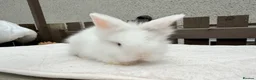 Lionhead rabbits for sale: Doublemane lionheads in Saltash - Advert 13