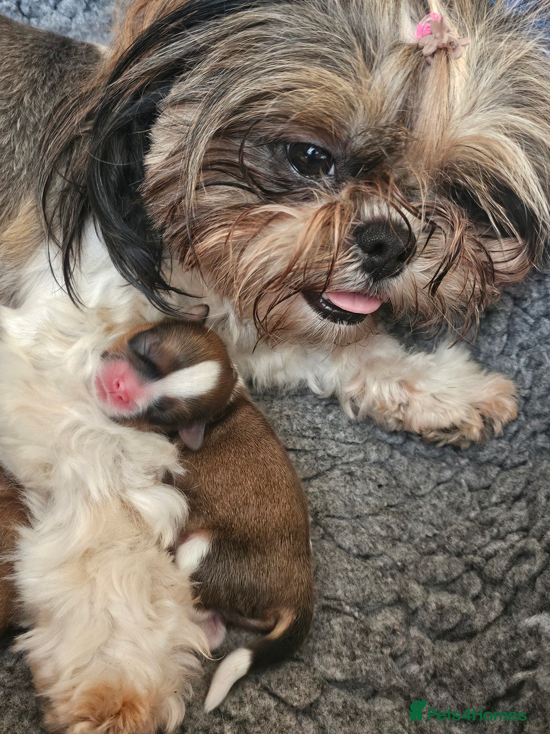 Shih Tzu dogs for sale: 🐶 Shih Tzu Puppies READY NOW– Licensed Breeder  - Image 16