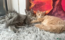 Maine Coon cats for sale: Last 2 boys left   - Image 12