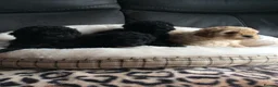 Cockapoo dogs for sale: Gorgeous litter of f1b cockapoo puppies - Advert 5