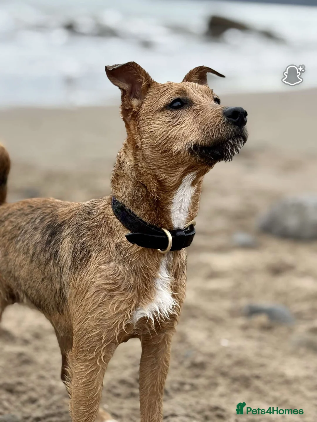 Patterjack dogs for sale: 1 year old patterjack in Monmouth - Advert 1