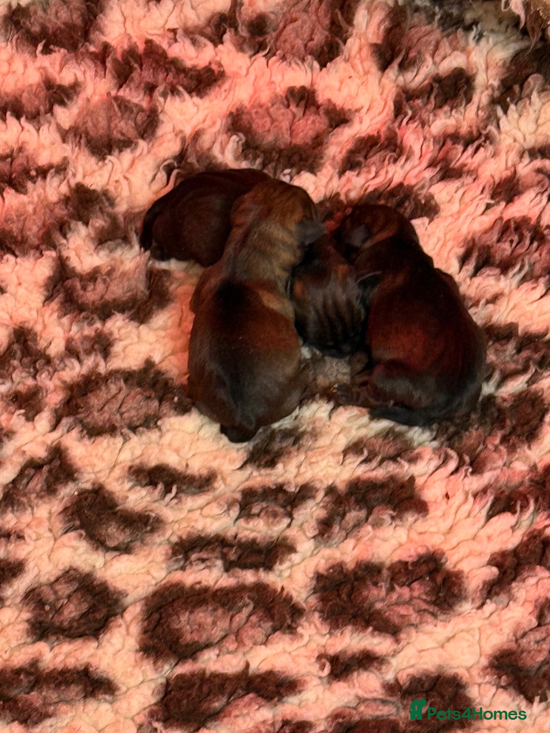 Border Terrier dogs for sale: Home raised happy little borders - Image 6