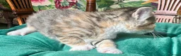 Mixed Breed cats for sale: 5 fabulous kittens for sale… - Advert 4