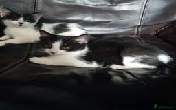 British Shorthair cats for sale: Here I have 4 beautiful kittens  - Image 12