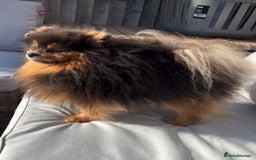 Pomeranian dogs for sale: KC PEDIGREE POMS 🩷🧸  - Image 3