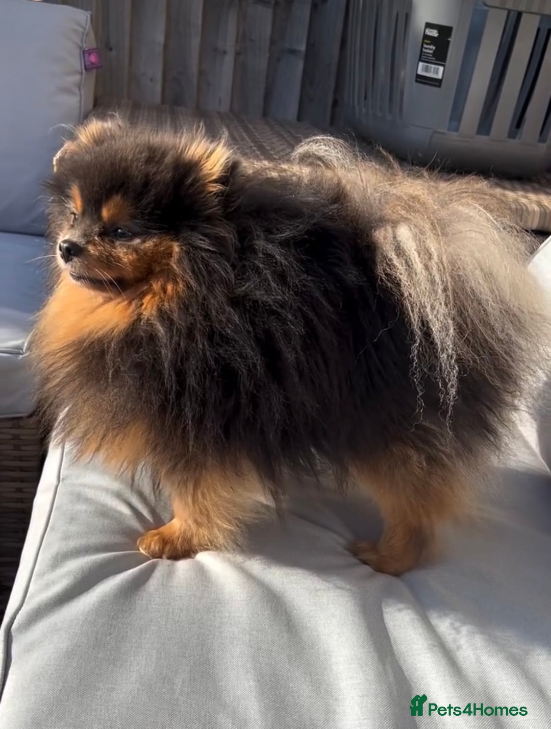 Pomeranian dogs for sale: KC PEDIGREE POMS 🩷🧸  - Image 3