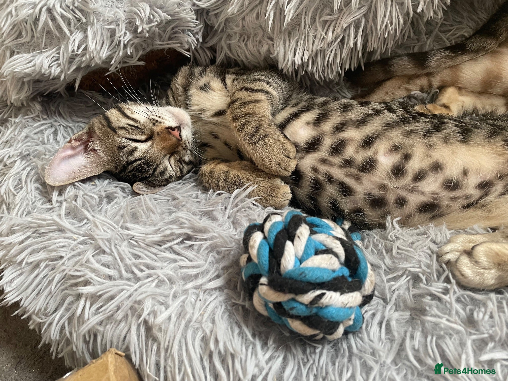 Bengal cats I AM SO FRIENDLY STILL 👀FOR A MUMMY OR DADDY ❤️ - Advert 14
