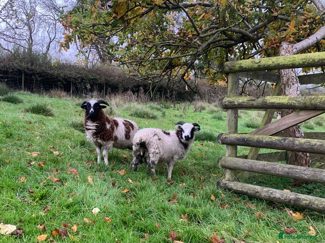 Sheep livestock for sale: Jacob Lambs - Image 1