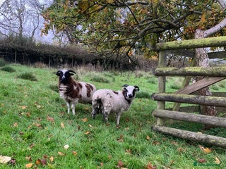 Sheep livestock - Advert 6