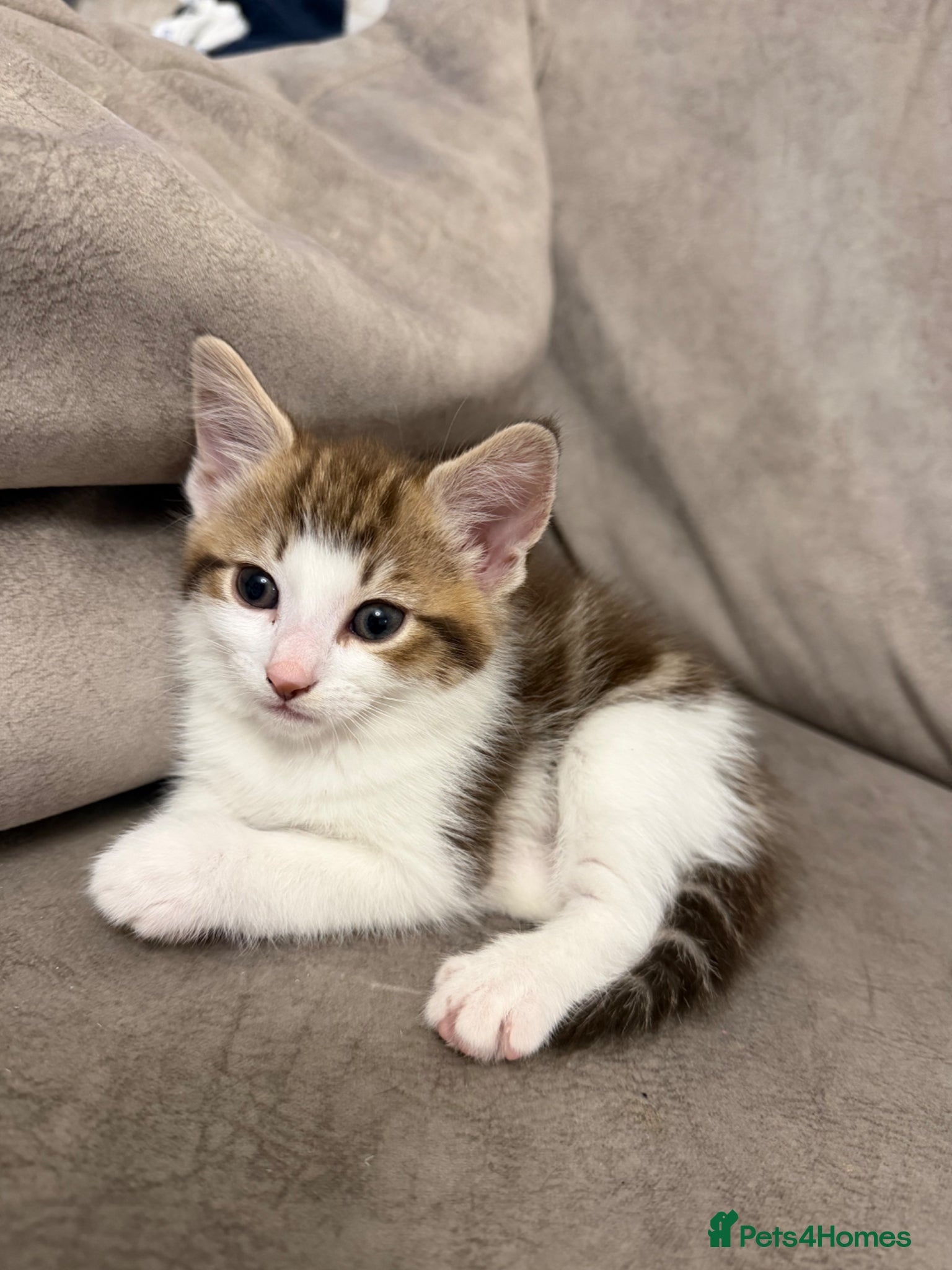 Mixed Breed cats Kittens for sale  - Advert 7