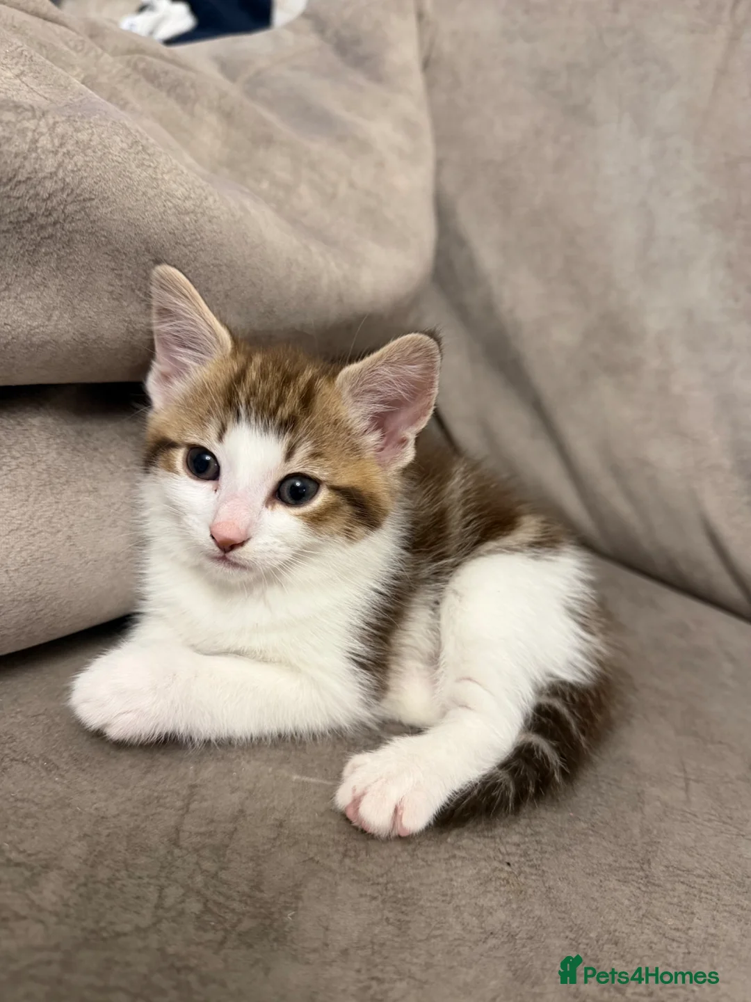 Mixed Breed cats for sale: Kittens for sale  - Advert 1