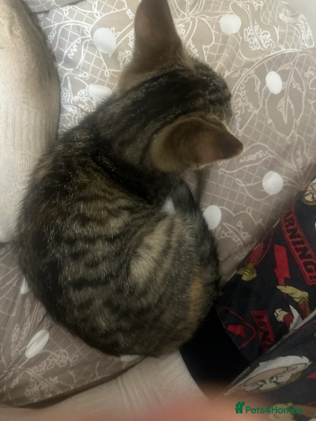 Mixed Breed cats for sale: Frankie  in Birmingham - Advert 1