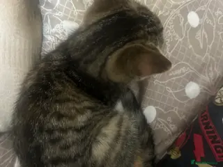 Mixed Breed cats Frankie - Advert 2