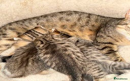 Savannah cats for sale: Beautiful little leopard Savannah  - Advert 13