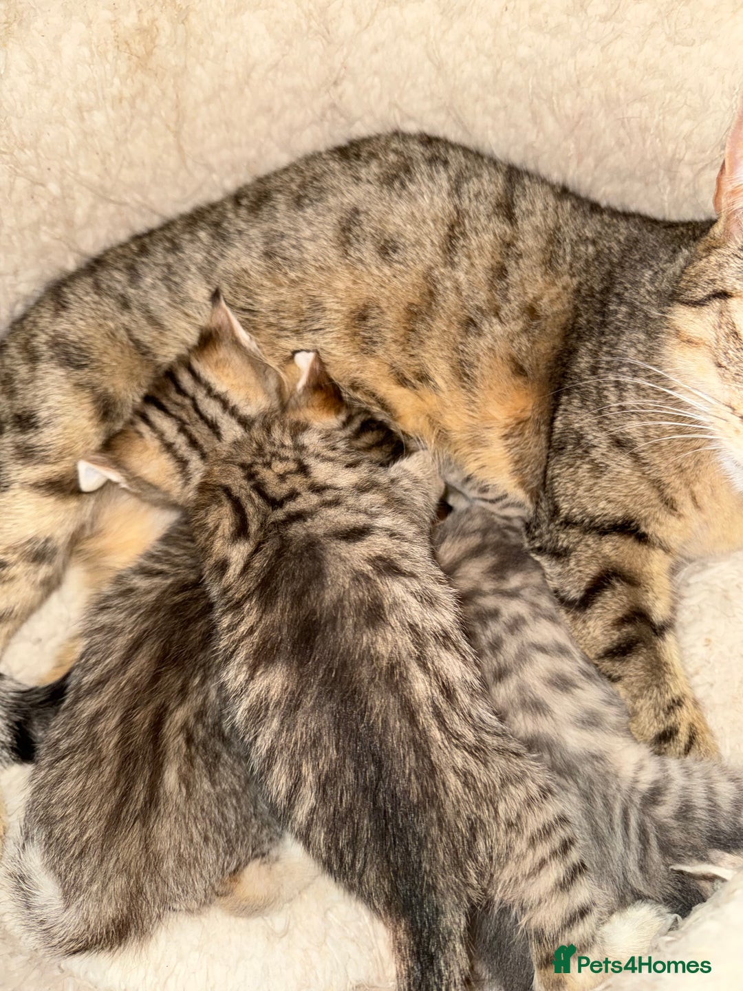 Savannah cats for sale: Beautiful little leopard Savannah  - Advert 13