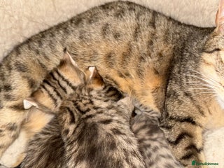 Savannah cats Beautiful little leopard Savannah - Advert 4