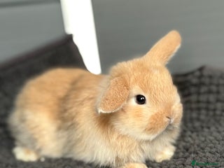 Mini Lop rabbits Little fluffy mini lops - Advert 13
