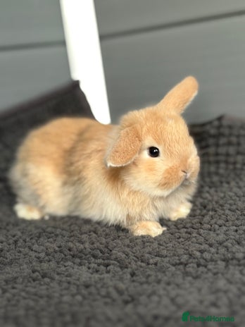 Mini Lop rabbits - Advert 4