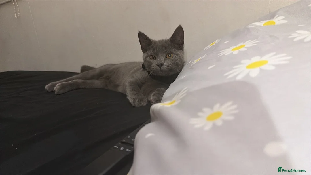 Mixed Breed cats for sale: Give a way  in Great Yarmouth - Advert 4