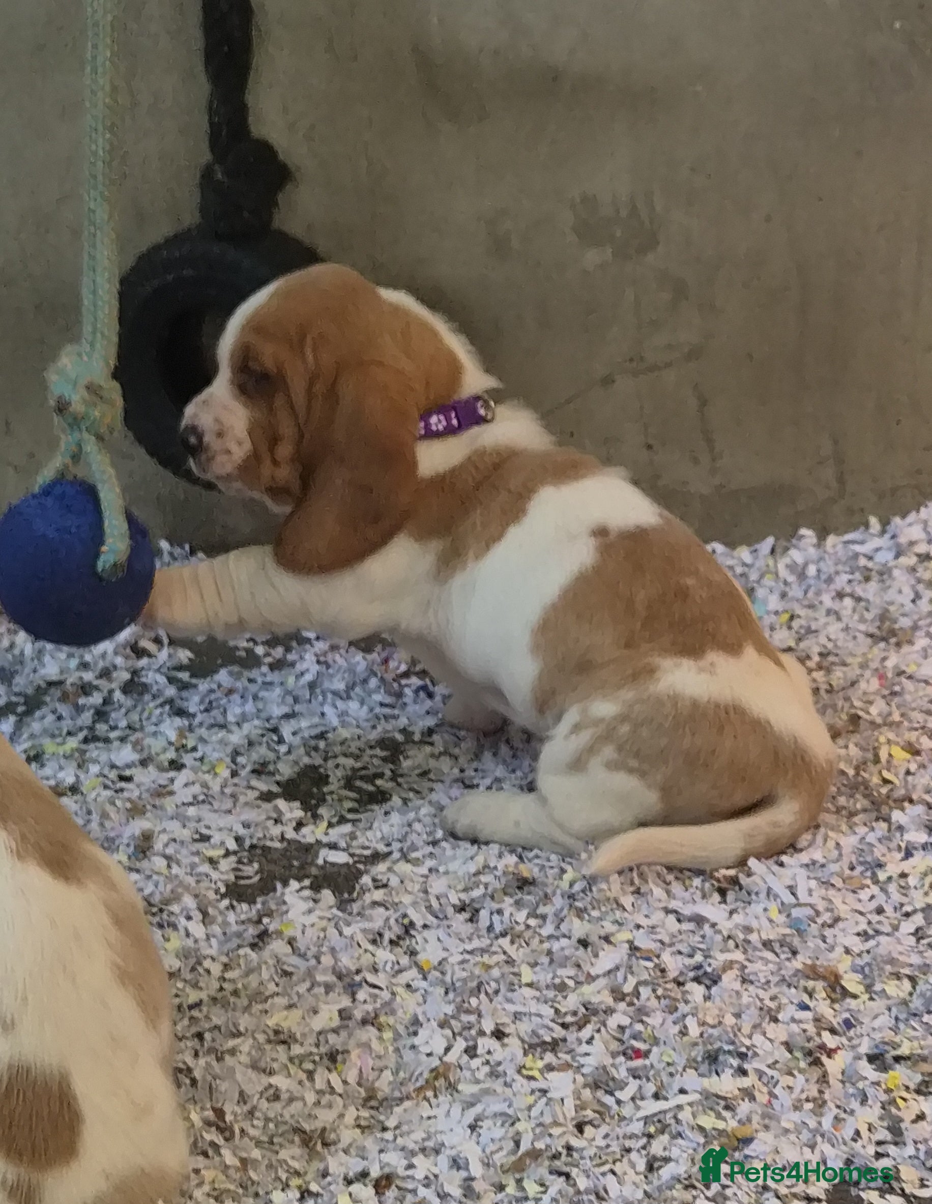 Basset Hound dogs for sale: KC BASSET HOUND PUPPIES FROM HEALTH SCORED PARENTS - Advert 2