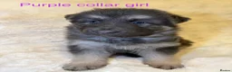 German Shepherd dogs for sale: RARE BLUE GERMAN SHEPHERD PUPPIES KC - Advert 8