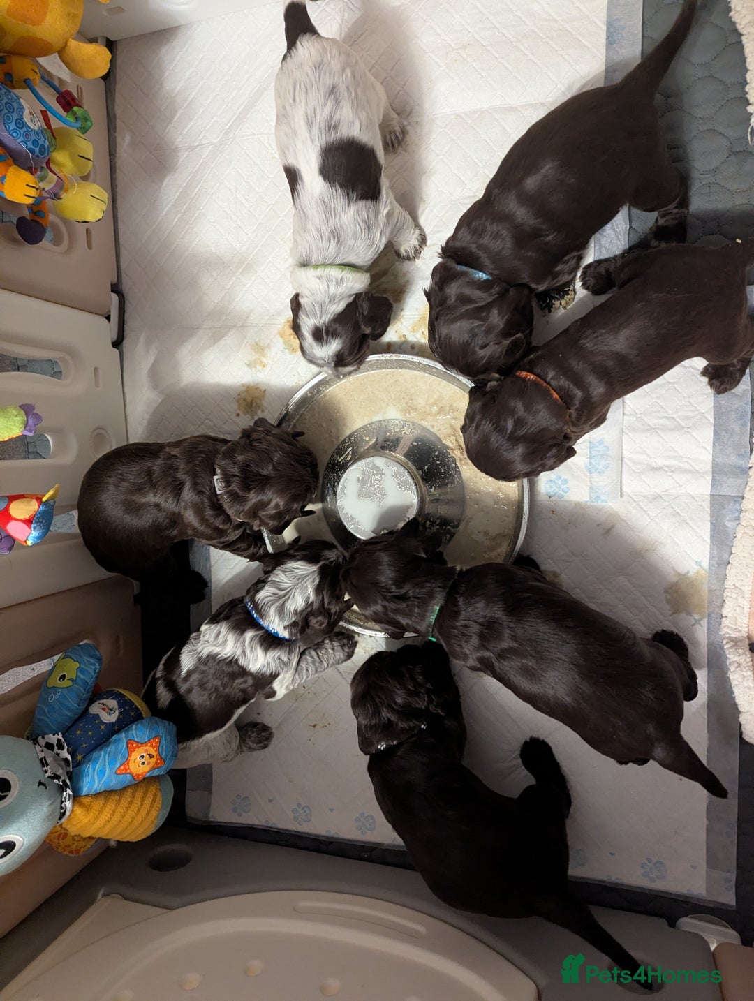 Cocker Spaniel dogs for sale: COCKER SPANIEL PUPPIES 🩵🩷LOOKING NEW HOME 🏡 - Advert 4